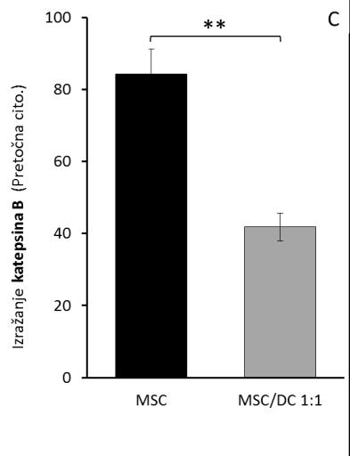 Rezultati kažejo, da se protein katepsin B v celicah U373 in v celicah MSC statistično značilno različno izraža.