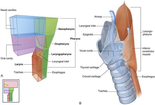 The Larynx (Voice Box) Attaches to the hyoid bone and opens into the laryngo-pharynx superiorly Continue inferior with the trachea The three functions of