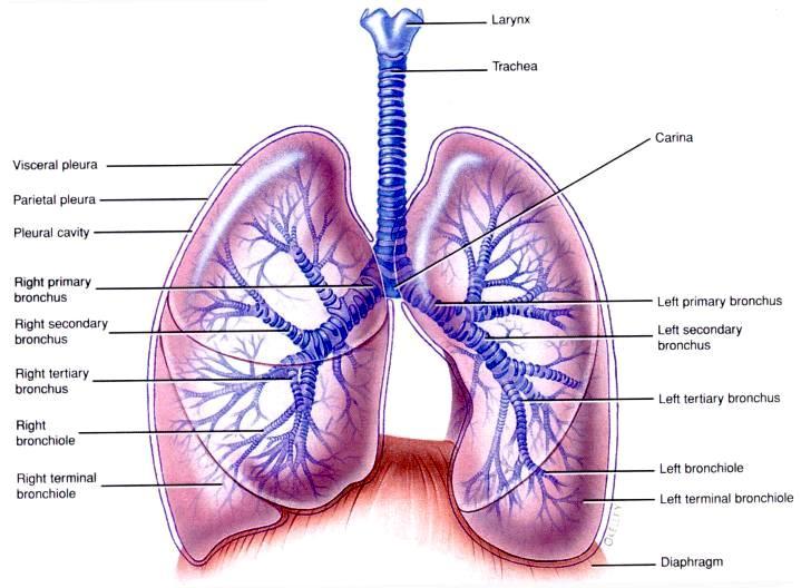 Lung Anatomy External features: Cardiac notch (impression) cavity that accommodates the heart Left lung separated into