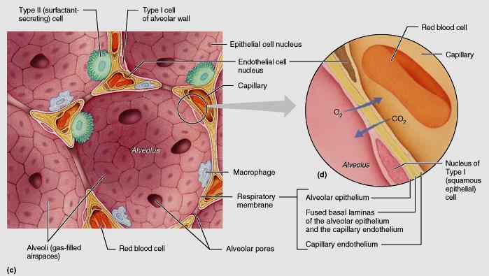Respiratory Membrane: Alveolar walls: Are a single layer of type I epithelial