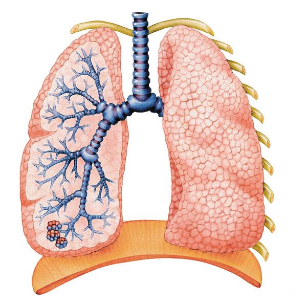 The Mechanics of Breathing The process of breathing is aided by two muscles. H H These muscles enable the lungs to expand more during inspiration.