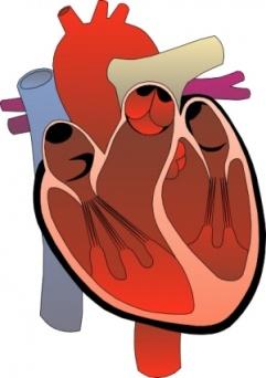 The Cardiac Cycle and the Pathway of the Blood The filling of the heart follows a particular sequence.