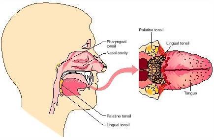 The pharynx The pharynx also contains 3 pairs of tissues that are part of the lymphatic system: 1. the pharyngeal tonsils the adenoids 2. the palatine tonsils 3.