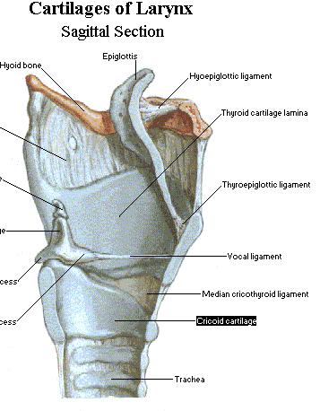 The larynx Cartilage structures of the larynx in the side view: Epiglottis Thyroid cartilage 1. The epiglottis covers the entrance of the larynx while swallowing, to avoid choking. 2.