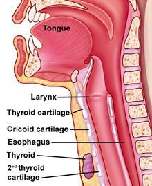The trachea The trachea or windpipe is a smooth, muscular
