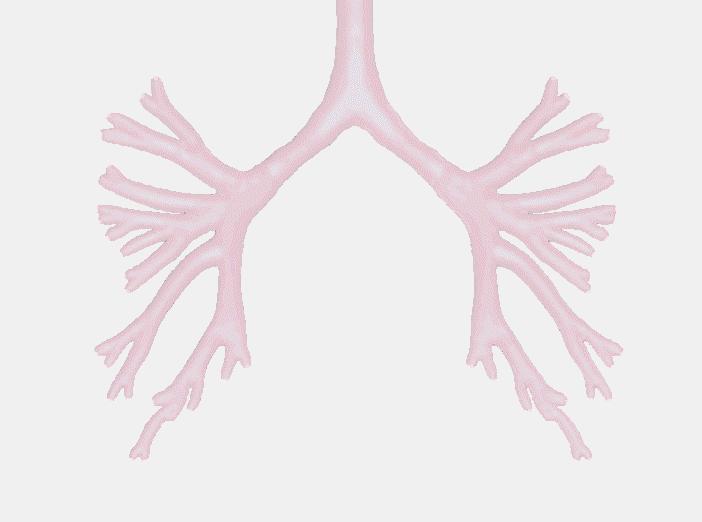 The bronchi The bronchi are the two main branches at the bottom of the trachea, providing passageway for air to the lungs.