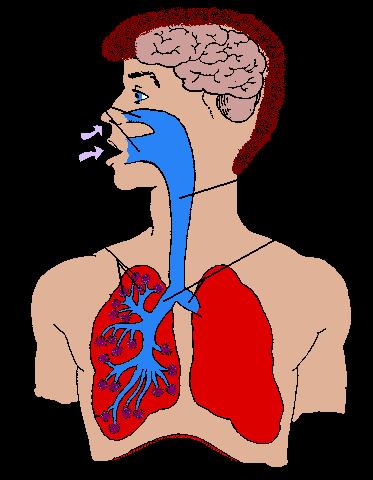 The lungs The lungs are two spongy organs located in the thorax.
