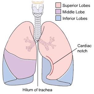 Each lung is divided into lobes, the right lung into 3 lobes and