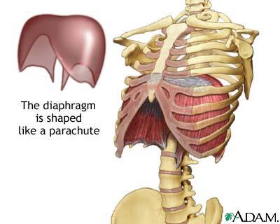 The lungs The base of the lungs rest on the diaphragm, a