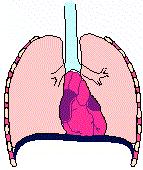 Ventilating the lungs Internal respiration is the metabolic
