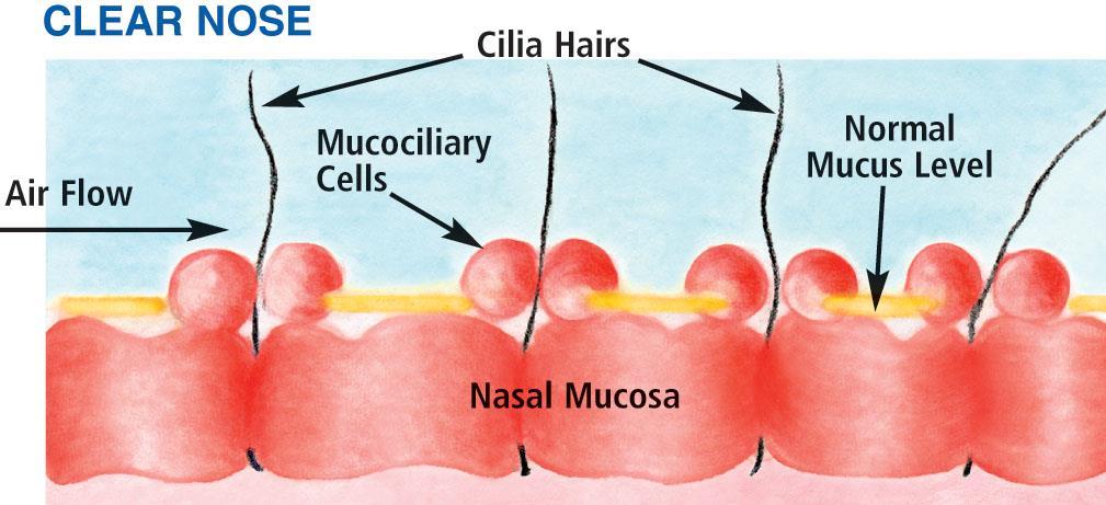 Cilia (hairs) line the mucous