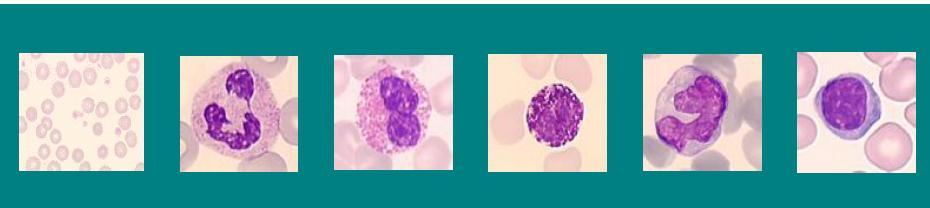 Leukocytes = White Blood Cells