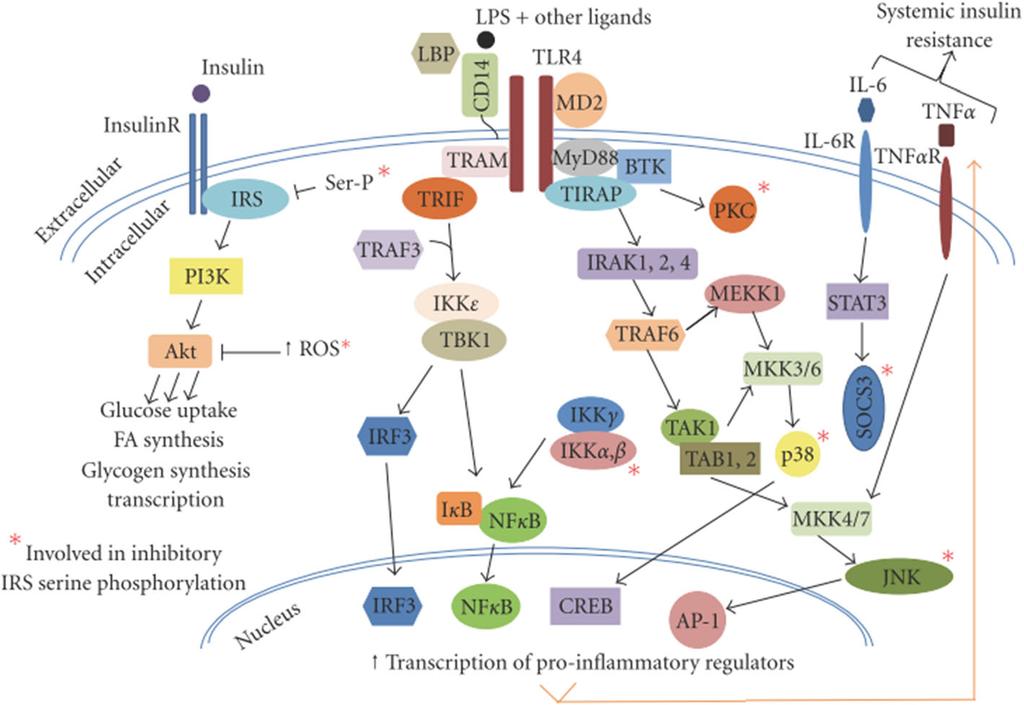 Rehman and Akash Journal of Biomedical Science (2016) 23:87 Page 10 of 18 Fig. 10 Expression TLR4 in integrated tissues and organ systems of the body that regulate the insulin sensitivity.