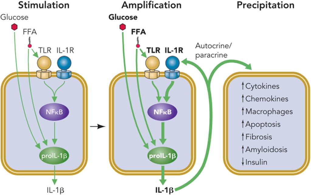 MYD88, NF-κB, TLRs, caspases and inflammasomes.