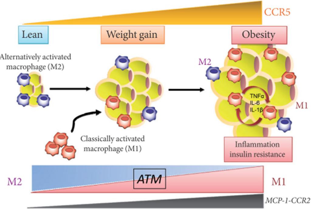 circulating monocytes in adipocytes. CCR2 macrophages are accumulated in obese adipocytes and presumably maintain the inflammation by recruiting M1 macrophages in obese adipocytes.