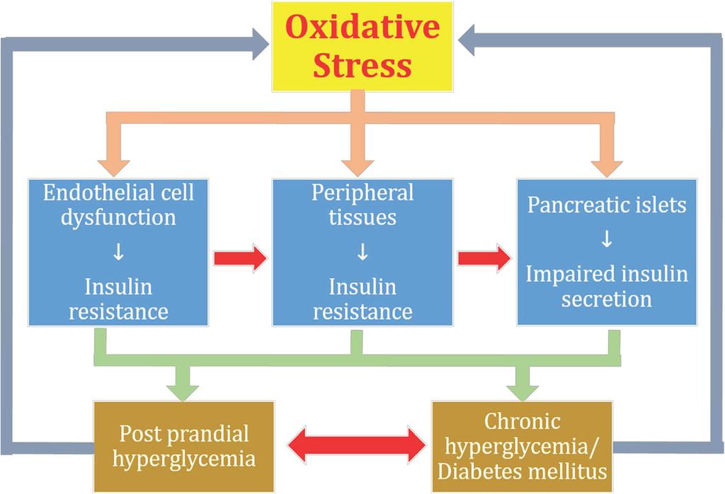species. Once, oxidative stress is produced within the body, it leads to the activation of various transcriptional mediated pathways such as p38, JNK, IKKβ and/or NF-κB.