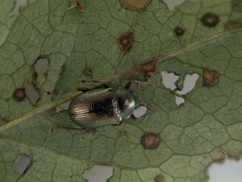 beetles in southern highbush