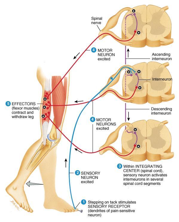 Flexor (withdrawal) Reflex Step on tack (pain fibers send signal to spinal cord Interneurons branch to different spinal