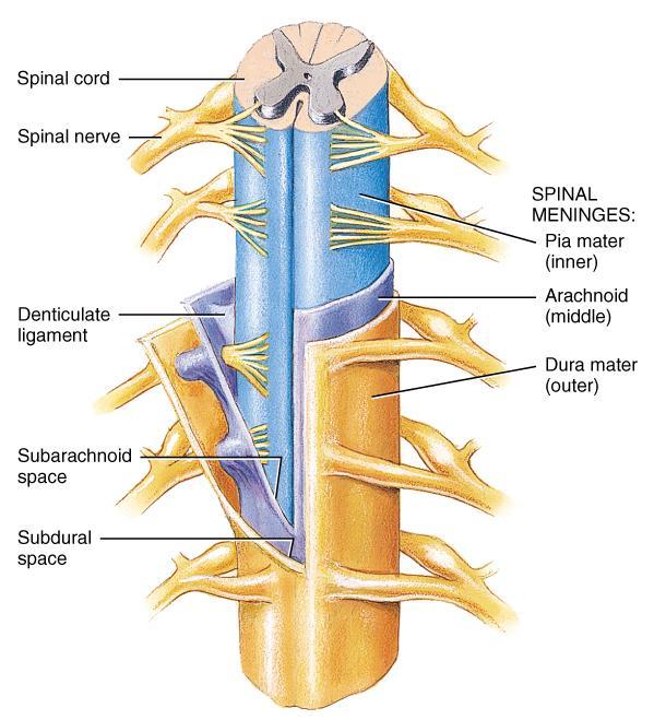 Structures Covering the Spinal Cord Vertebrae Epidural space filled with fat Dura mater dense irregular CT tube