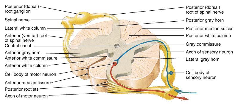 Spinal Cord & Spinal Nerves Spinal nerves begin as roots Dorsal or posterior root is incoming sensory fibers