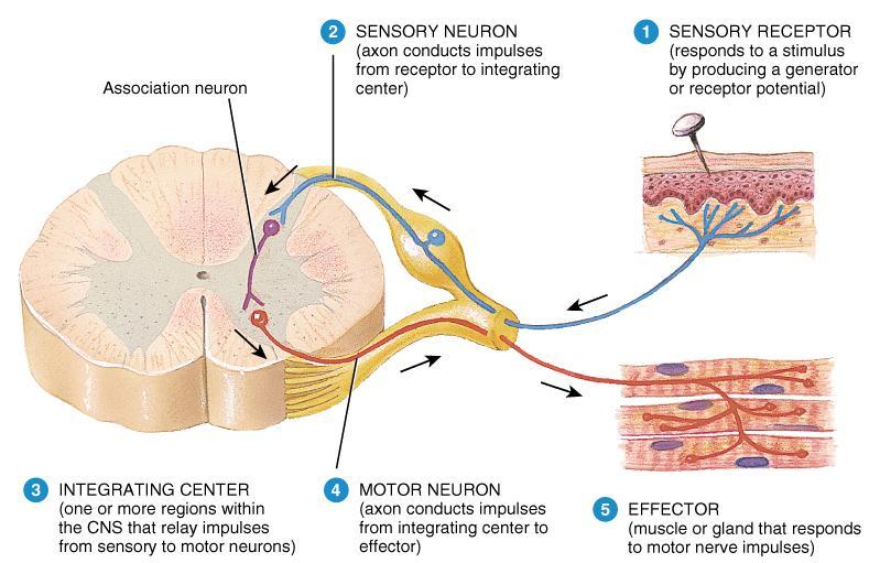 Reflex Arc Specific nerve impulse pathway 5 components of reflex arc