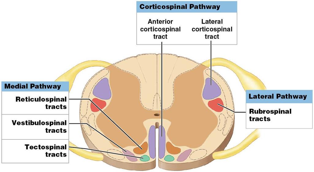 Cross-section of spinal cord showing