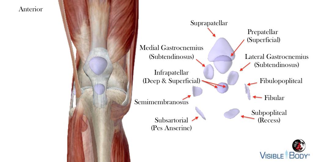 . Muscle Basics Anterior muscles of knee joint are monoarticulating (articulate/cross one-joint) or