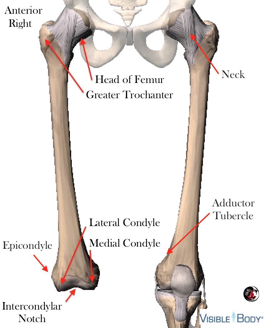 The femur articulates at the tibial plateau.