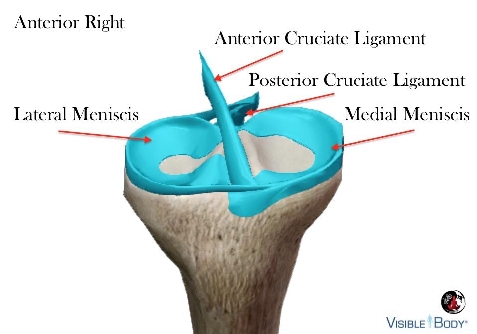 joint capsule but outside the synovial membrane, crossing anterior/posterior & posterior/anterior between femur and tibia.