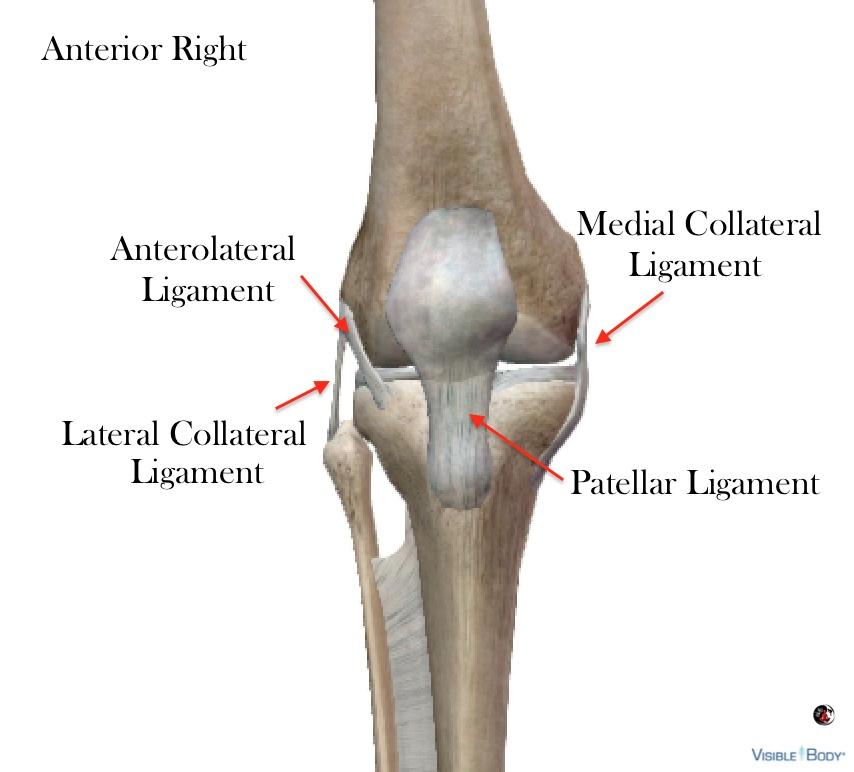 Patellofemoral Ligaments Patellar movement is initiated by the quadriceps and