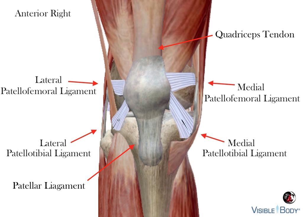 The outer layer consists of a fibrous membrane with openings at the patella