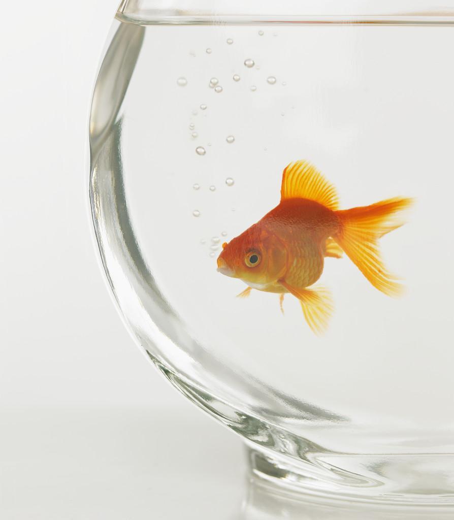 Challenges with Engagement Health is a big fish in its own pond Internal financial pressures are immense