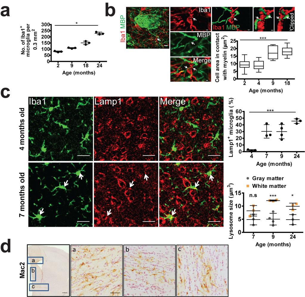 Supplementary Figure 2 Increase in myelin microglia contact, lysosomal number and size in the white matter of the brain with age (a) The number of Iba1-positive microglia was quantified in the corpus
