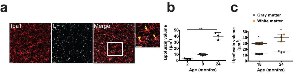Supplementary Figure 4 Number and volume of lipofuscin inclusions in microglia increases with age (a) Confocal images showing lipofuscin (grey) and microglia (Iba1, red) in a 18 month old wild type