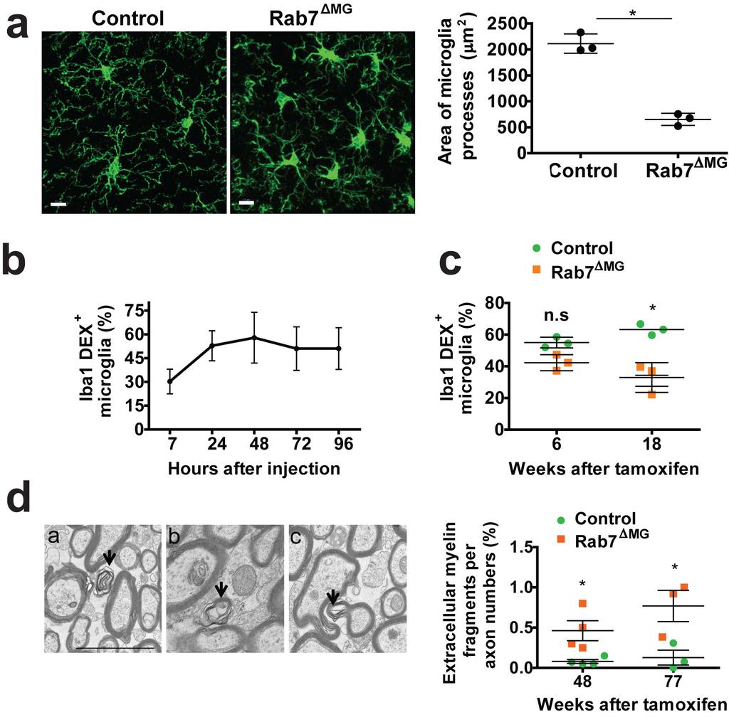 Supplementary Figure 7 Characterization of microglia phenotype in conditional Rab7 knockout mice (a) Confocal image showing microglia with shorter and less branched processes in Rab7 MG at the age of