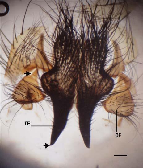 The morphological identification keys of Sarcophagidae species depends on the external structure, spinulation, characteristic and feature of male terminalia [9-10], and few