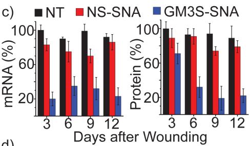 SNAs Accelerate Wound Healing by Downregulating GM3S in Mice via RNA