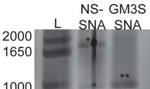 GM3S mrna and protein at harvested wound sites (N = 6/treatment) Gel
