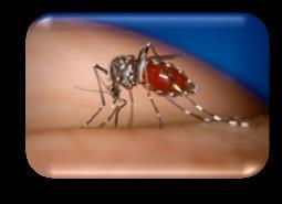 Public Health Target Mosquito
