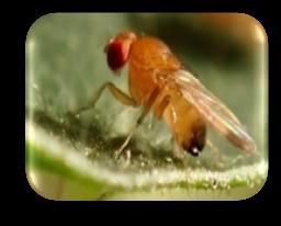 Ceratitis capitata Olive fly