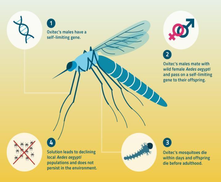 Suppression of the Aedes aegypti