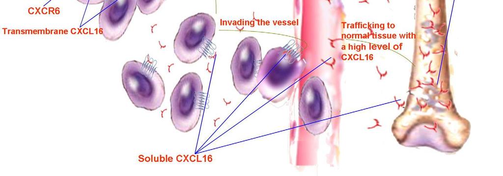 Transmembrane CXCL16: