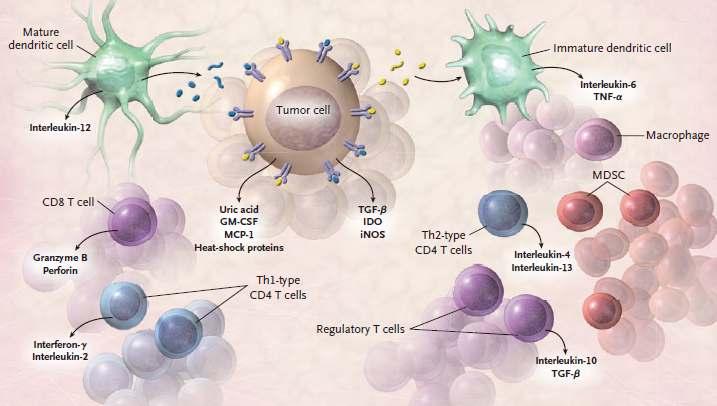 Cancer Immunology Classical immune actions Mature dendritic