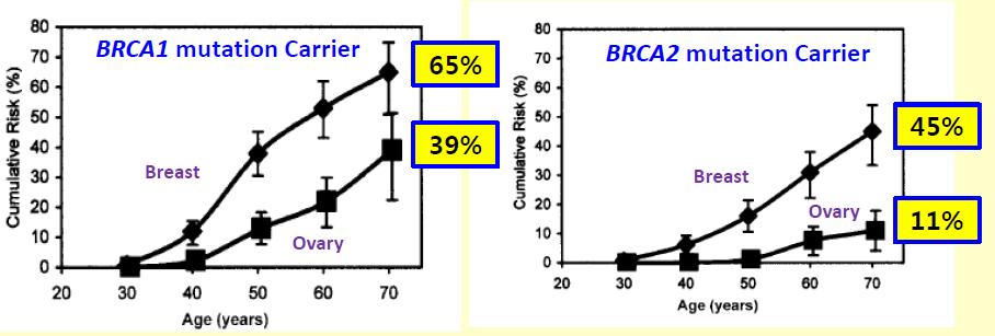 Family history of Unilateral breast cancer: BRCA:36%, BRCA2:47% Family history of Contra-lateral breast