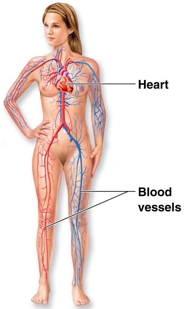 Organ System Overview Cardiovascular Transports materials in body via