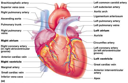 The Heart: Heart Wall External Heart Anatomy 3 layers Epicardium Outer layer of the heart part of the pericardium Myocardium Thick bundles of cardiac muscle Reinforced by thick connective tissue