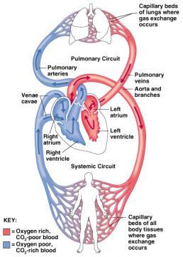 Blood Circulation The Heart: Valves Four valves Allows blood to flow in one direction Atrioventricular valves (AV Valves) Between atria and ventricles Left AV Valve Bicuspid Two cusps Figure 11.