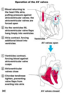 The Heart: Valves AV valve hangs into ventricle Ventricle contracts AV valve forced up and closes Blood does not go into atria Heart is relaxed blood passively fills atria Semilunar valve Operation