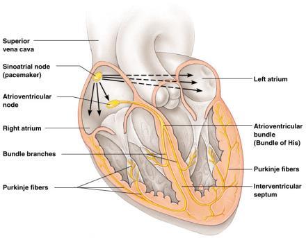 Heart Contractions Figure 11.