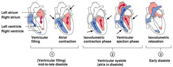 Filling of Heart Chambers the Cardiac Cycle Figure 11.6 Slide 11.
